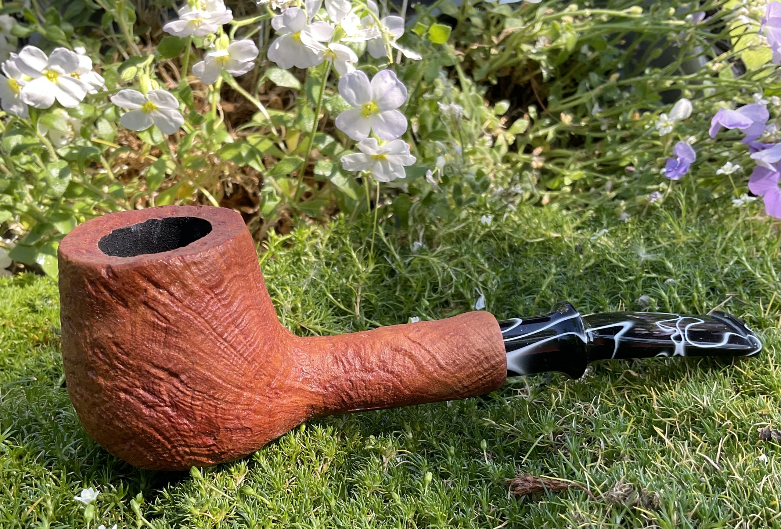 Arbutus