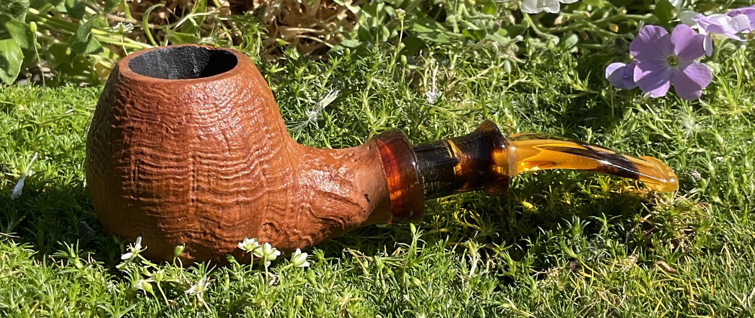 Arbutus